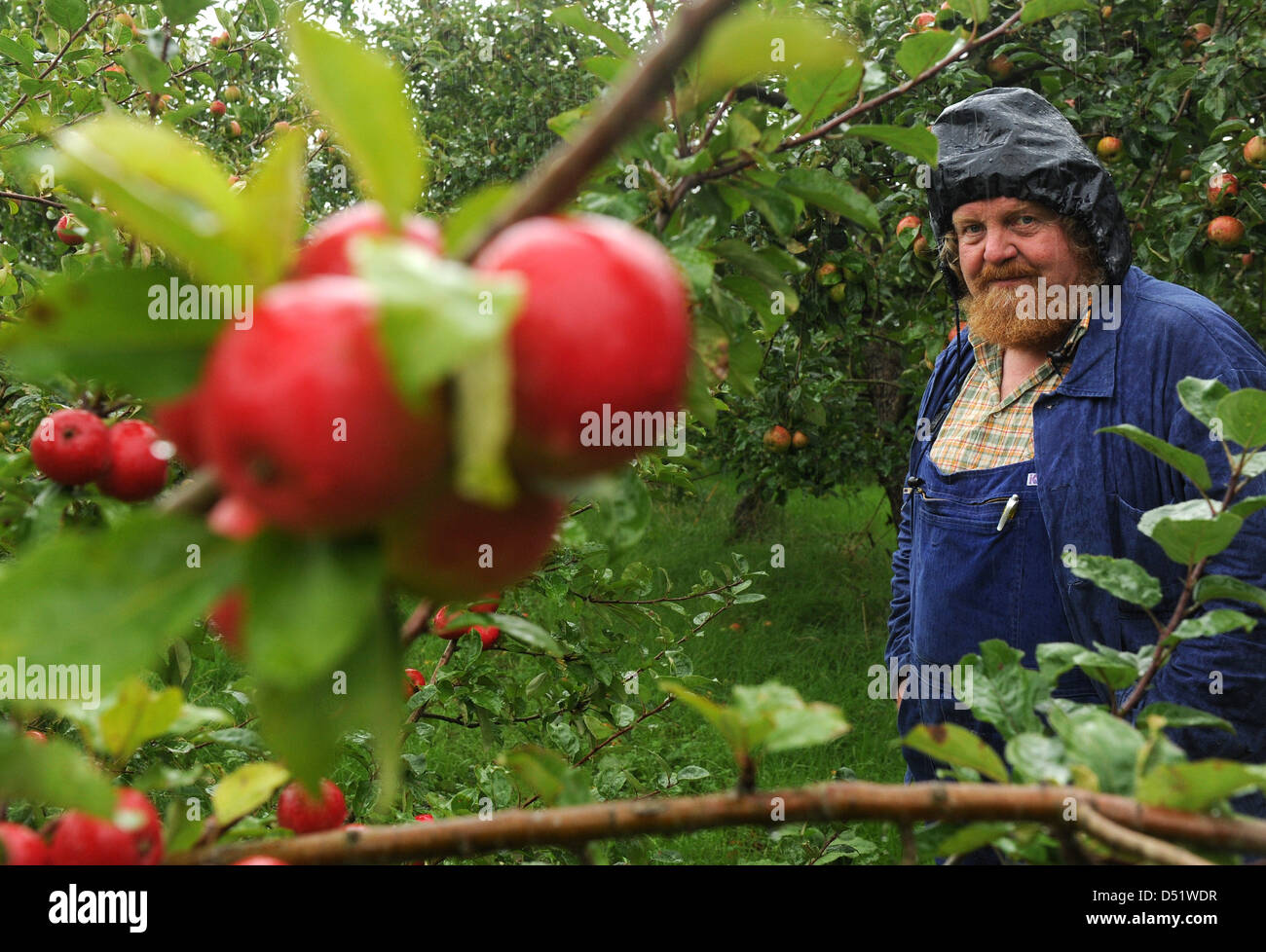 Coltivatore di frutta Eckart raccolti Brandt mele in Grossenwoerden, Germania, 16 settembre 2010. Brandt coltiva una vasta varietà di vecchi tipi di apple. Foto: Ingo Wagner Foto Stock