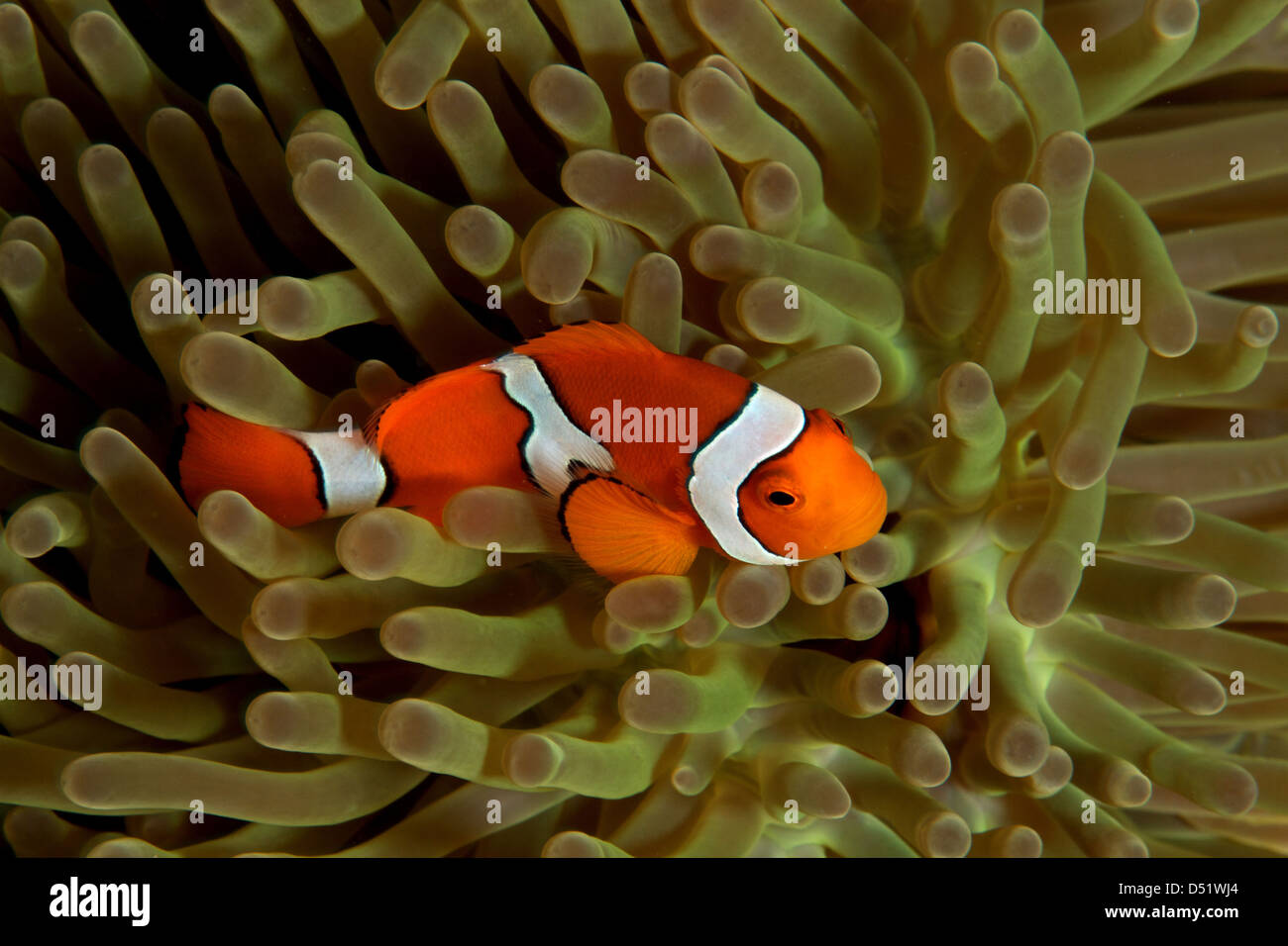 Il pagliaccio pesce di anemone Foto Stock