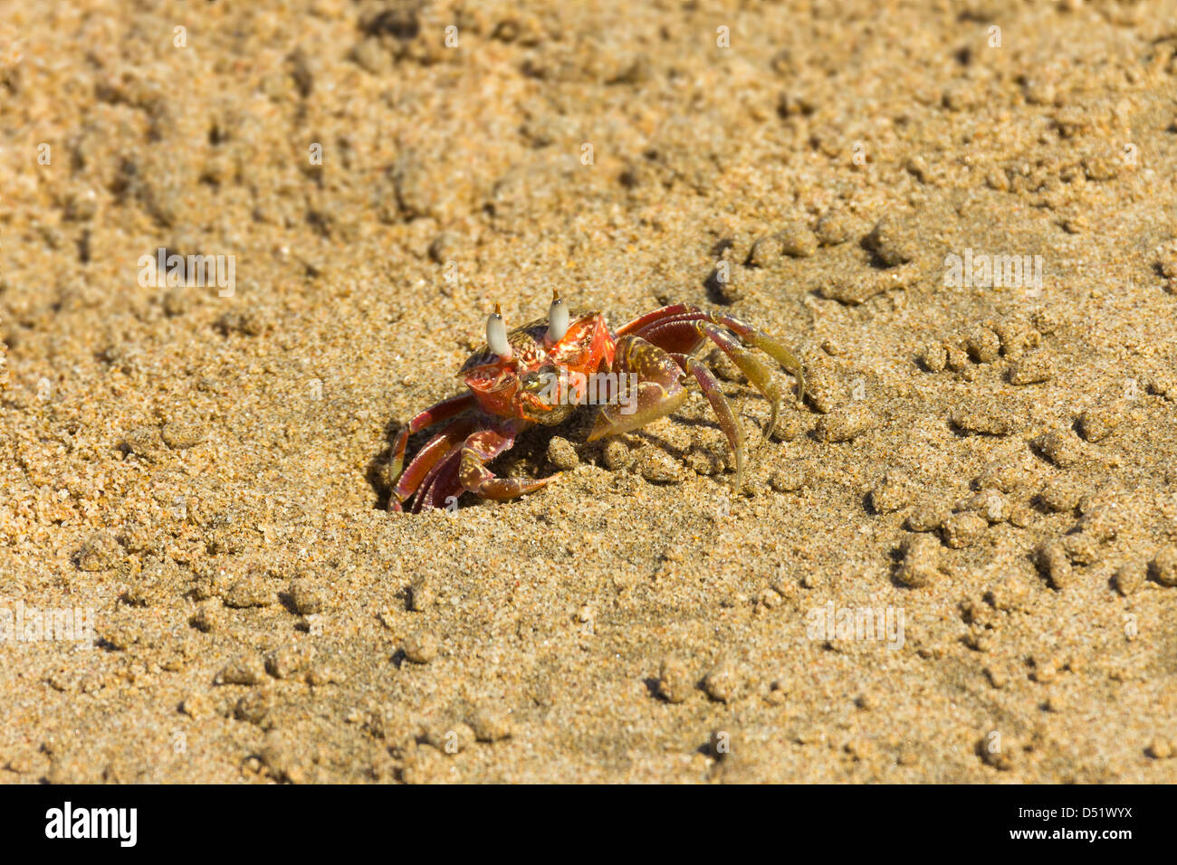 Red fiddler crab a si scavano, Playa Guiones beach, Nosara, Nicoya peninsula, provincia di Guanacaste, Costa Rica, America Centrale Foto Stock