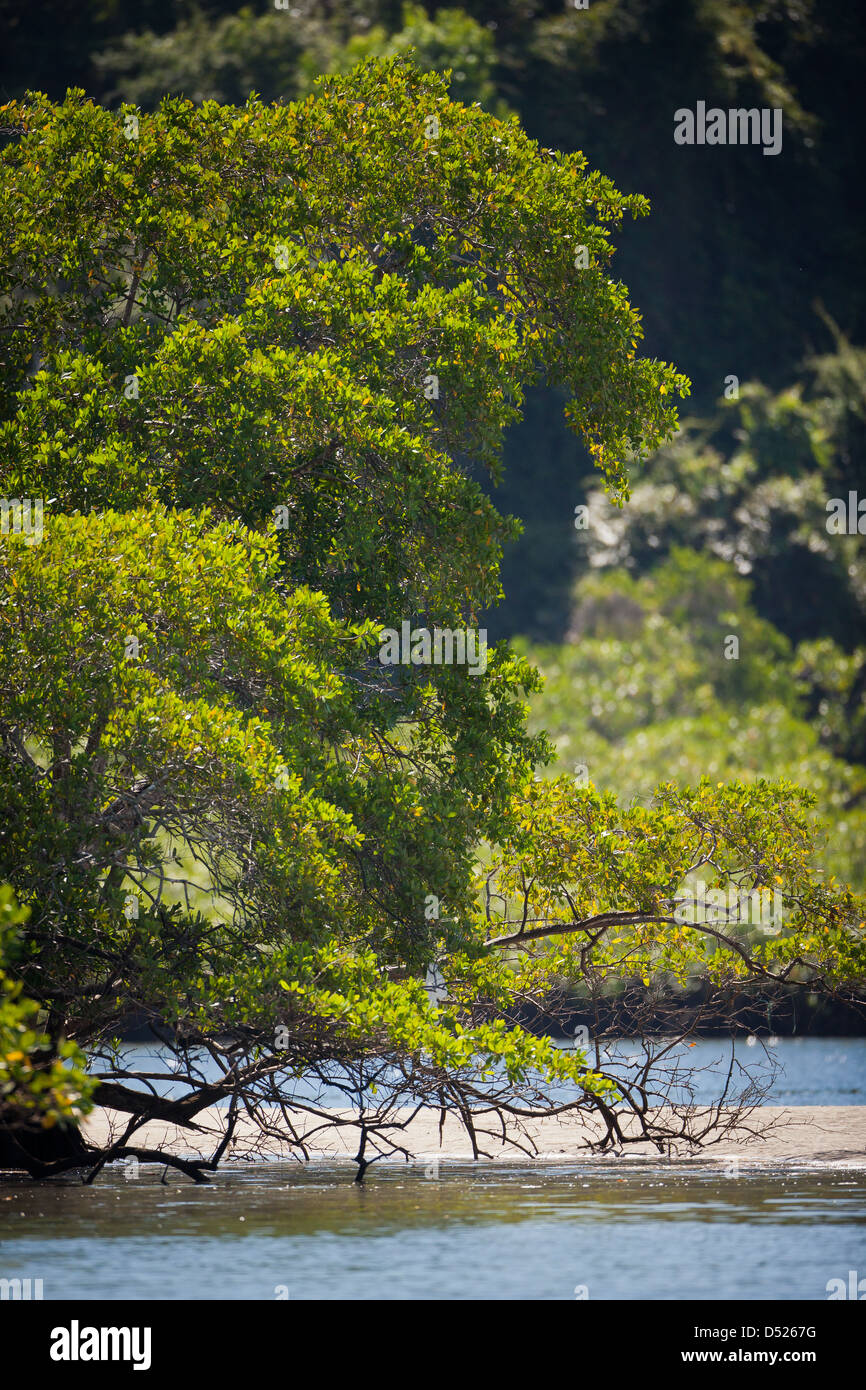 La foresta di mangrovie sulla costa orientale di Isla de Coiba, oceano pacifico, provincia di Veraguas, Repubblica di Panama. Foto Stock