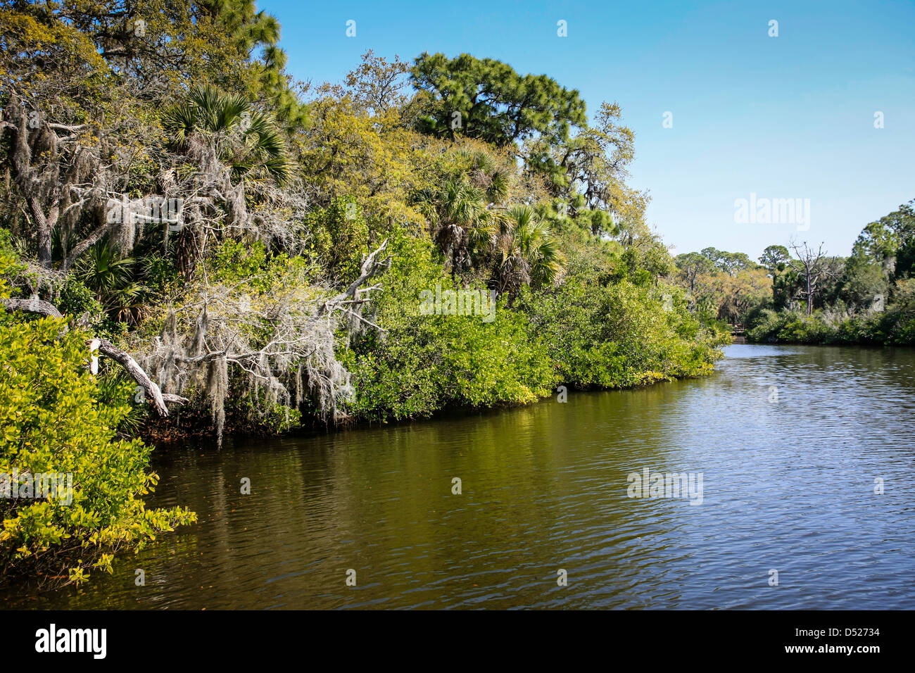 I boschi e le zone umide di Oscar Scherer Florida State Park Foto Stock