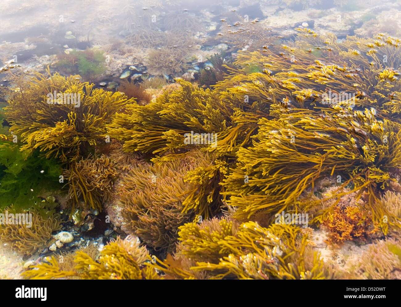 Algaes in mare. La vita marina. Foto Stock