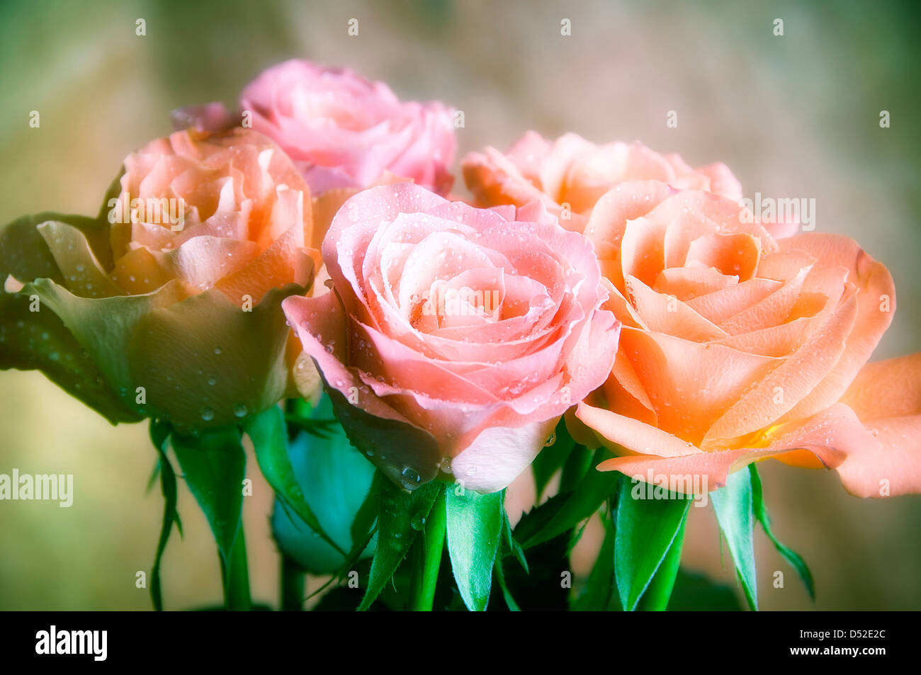 Mazzo di rose Foto Stock