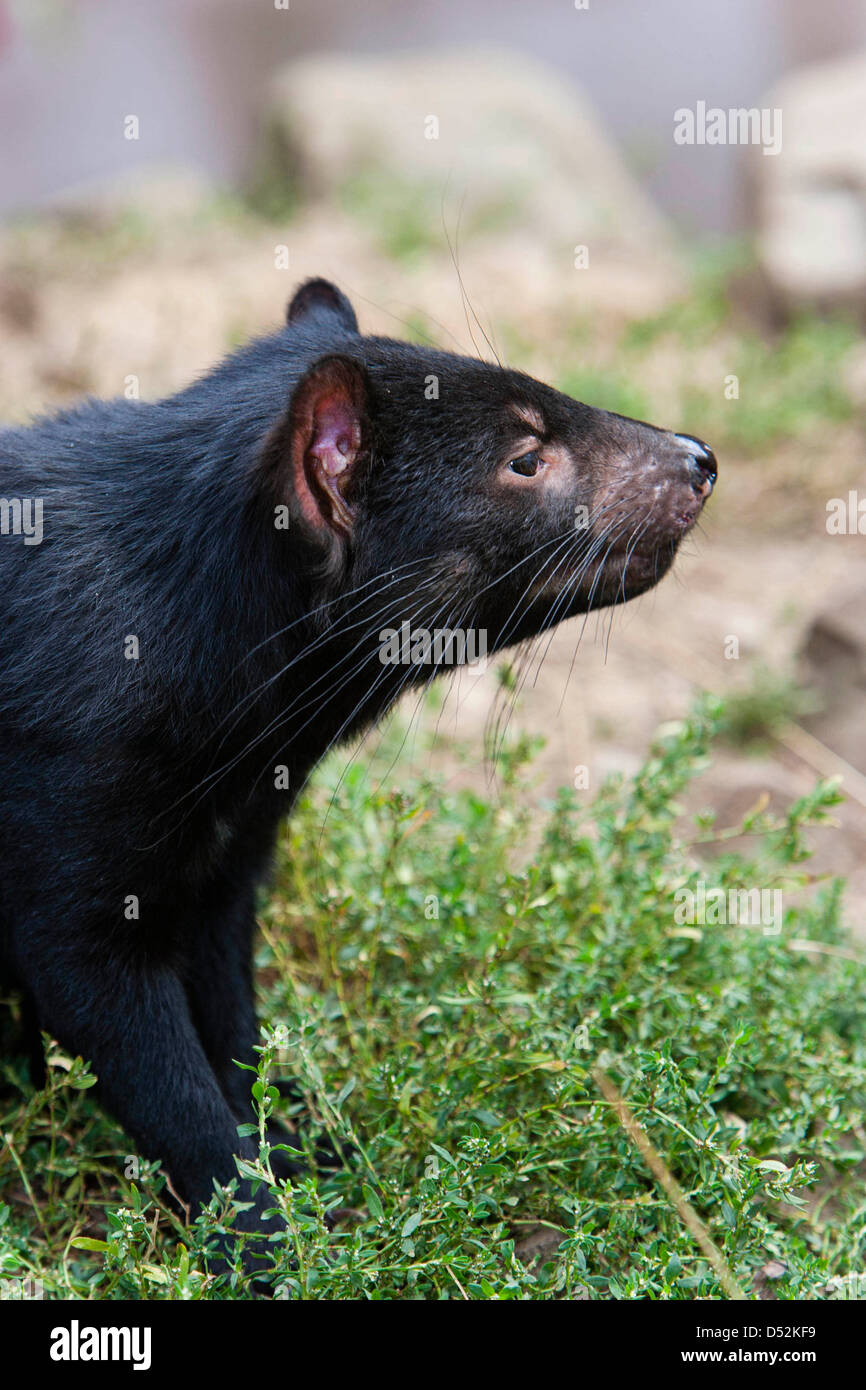 Il Diavolo della Tasmania (Sarcophilus harrisii) è il più grande dei Dasyuridae. Australia e Tasmania Foto Stock