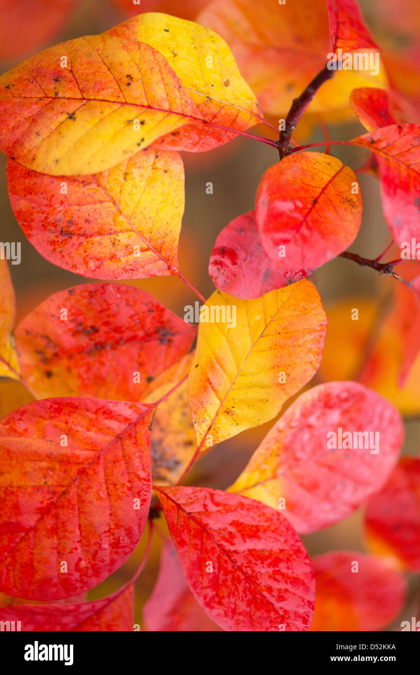 Smoketree o fumo bush fotografato in autunno Foto Stock