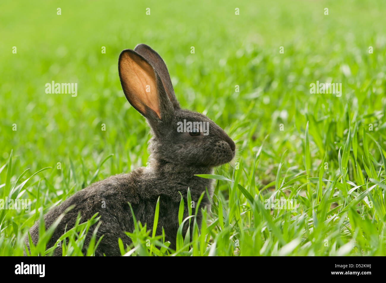 Coniglio marrone in erba closeup Foto Stock