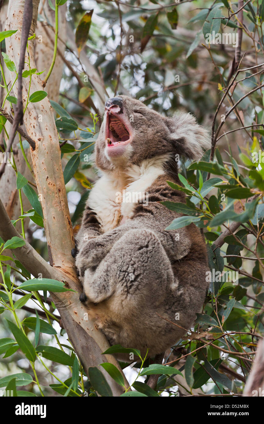 Koala (Phascolarctos cinereus) nella struttura ad albero, Australia Foto Stock