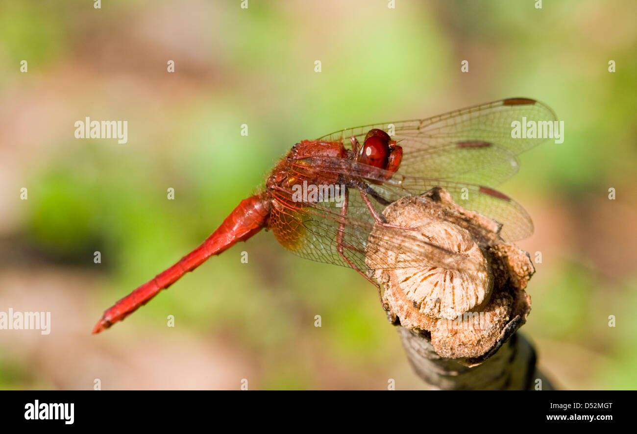 Sympetrum fonscolombii,rosso-venato darter maschio in appoggio su un brunch con le ali rivolte in avanti Foto Stock