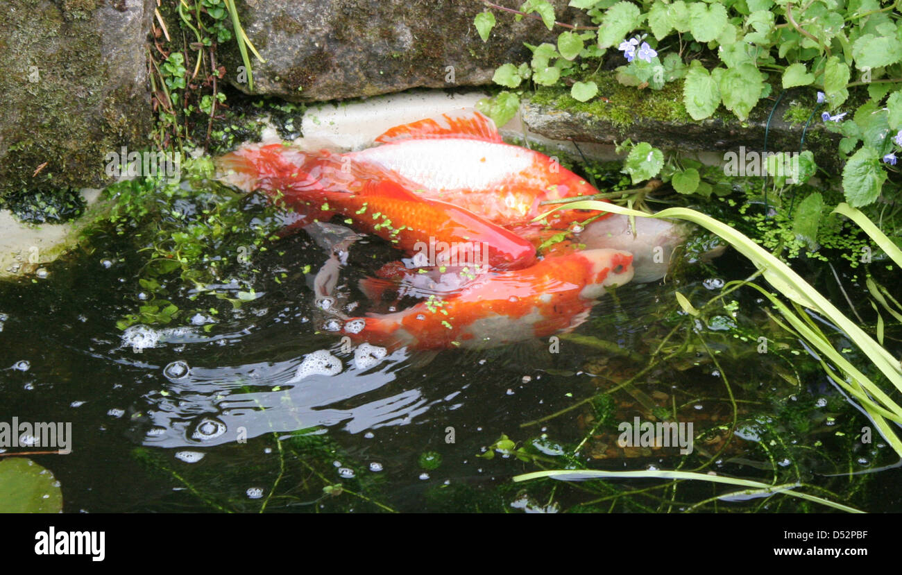 Goldfish la deposizione delle uova in una peschiera Foto Stock