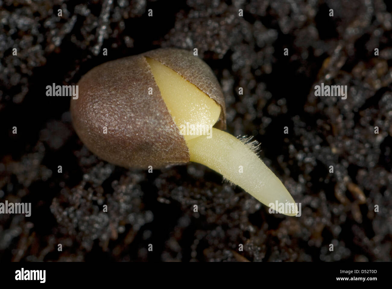 Una germinazione di semi di cavolo con sviluppo di radice con peli di root sul suolo Foto Stock