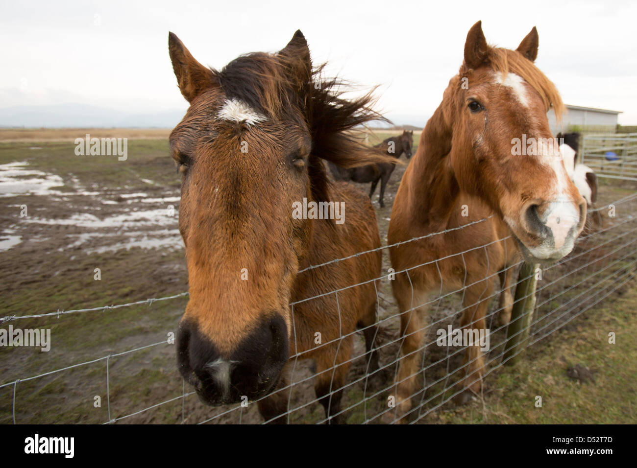 Curioso di cavalli in attesa di essere alimentato Foto Stock