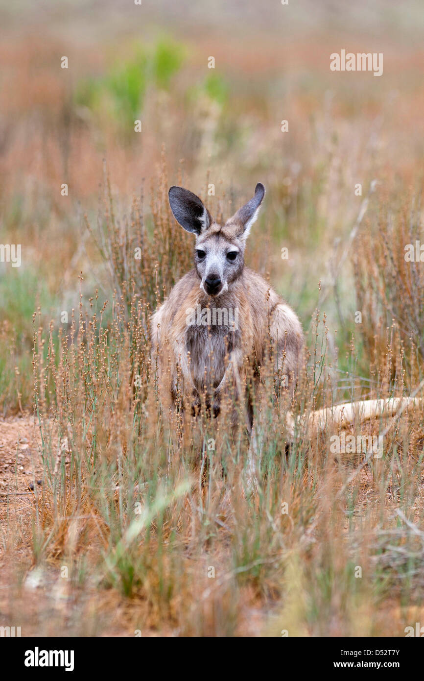 Canguro rosso (Macropus rufus), Australia Foto Stock