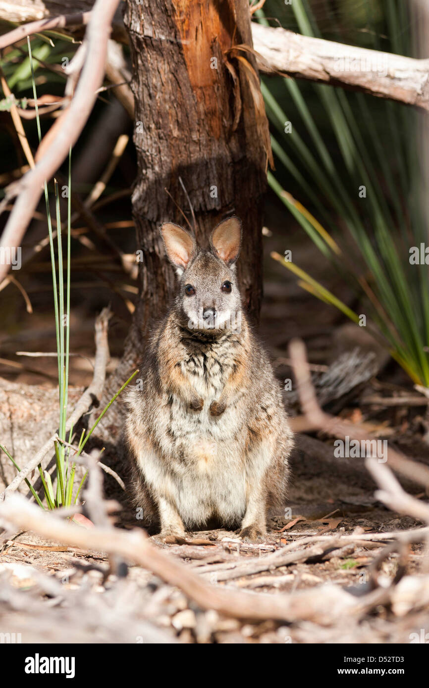 Tammar wallaby (Macropus eugenii), Australia Foto Stock