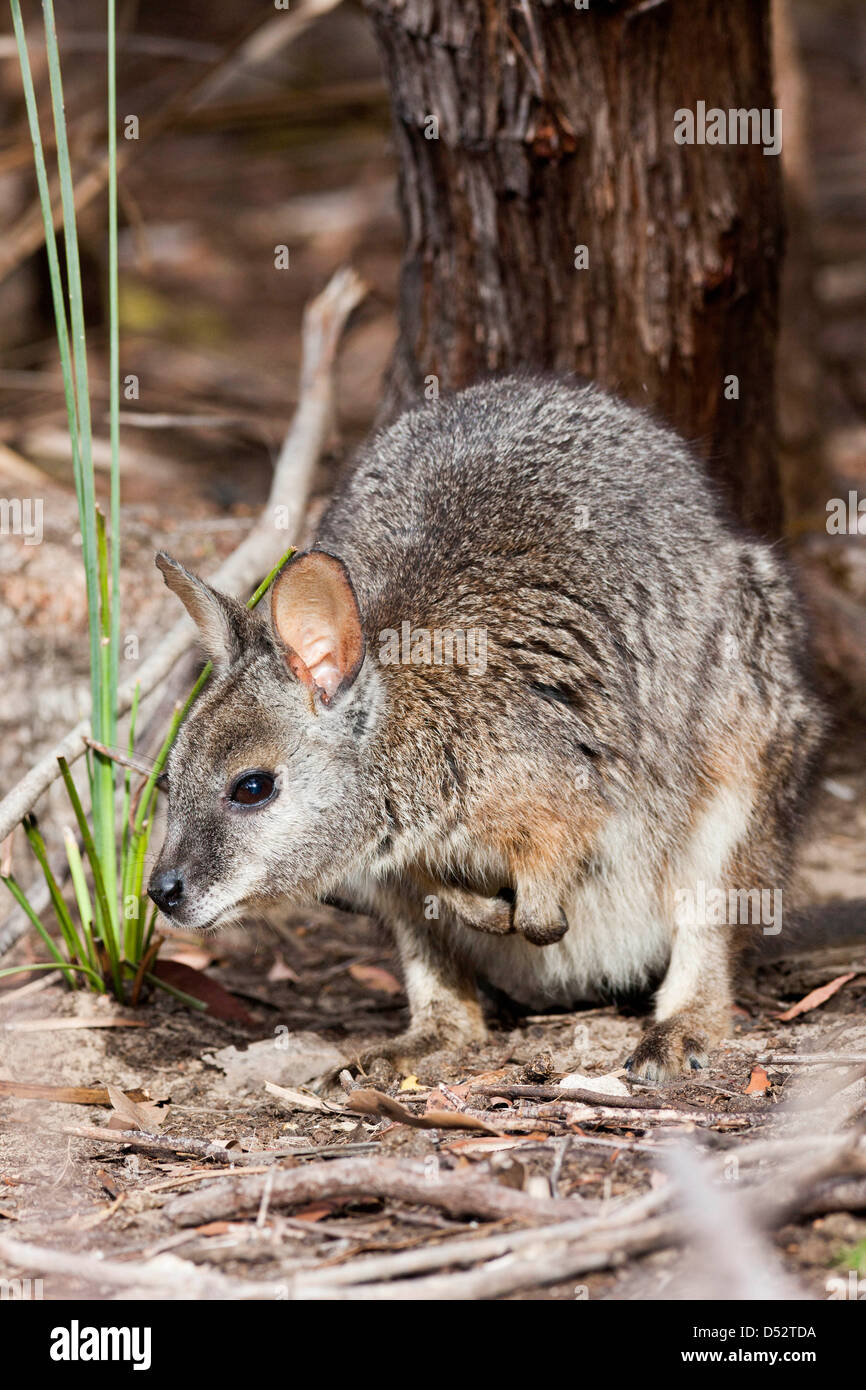 Tammar wallaby (Macropus eugenii), Australia Foto Stock