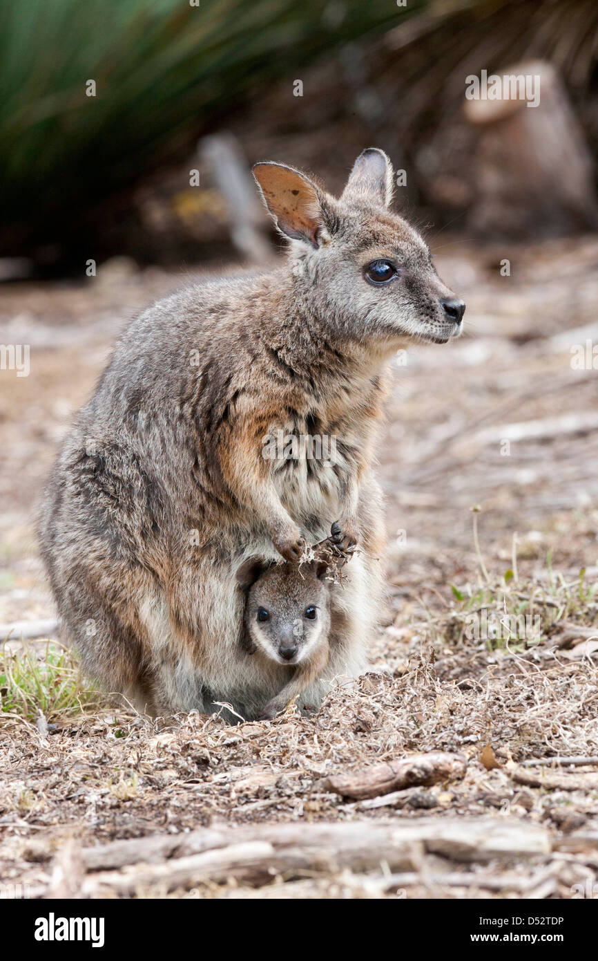 Tammar wallaby (Macropus eugenii), Australia Foto Stock