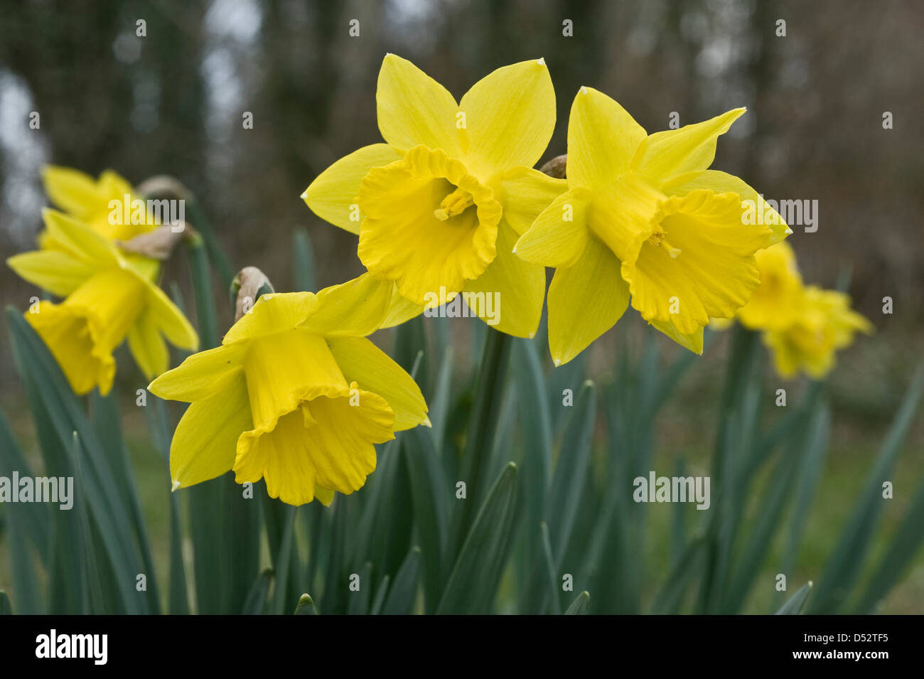 Un selvaggio Tenby daffodil, Narcissus obvallaris, in fiore Foto Stock