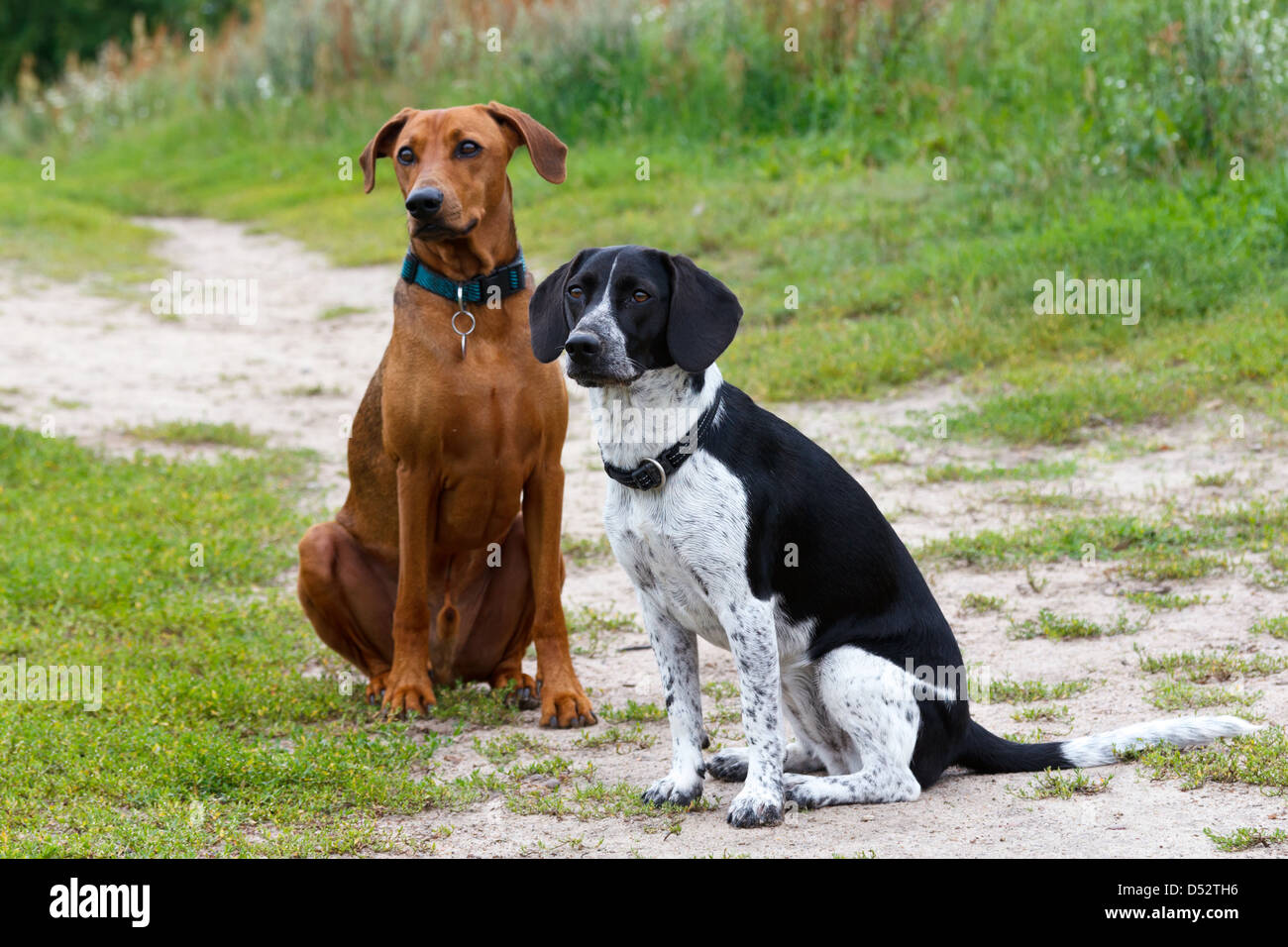 Berlino, Germania, due cani fare seduti in un campo nei pressi di Berlin-Lichtenrade Foto Stock