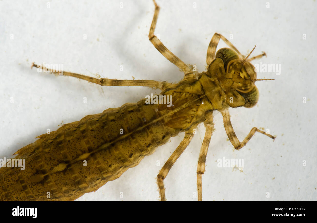 Southern hawker darogonfly, Aeshna cyanea, larva ninfa o da un laghetto in giardino Foto Stock