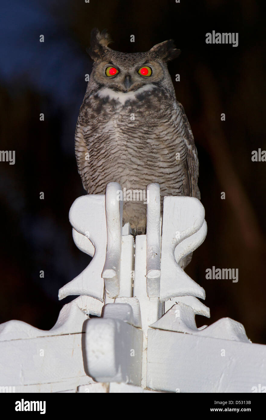 Grande Gufo cornuto (Bubo virginianus) arroccato sulla cima di una struttura in legno a notte a 29 palme, California, Stati Uniti d'America nel gennaio Foto Stock