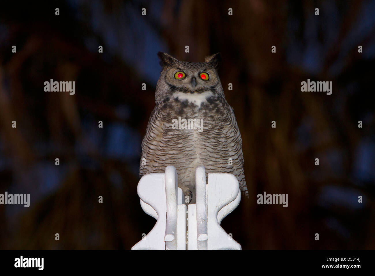 Grande Gufo cornuto (Bubo virginianus) arroccato sulla cima di una struttura in legno a notte a 29 palme, California, Stati Uniti d'America nel gennaio Foto Stock