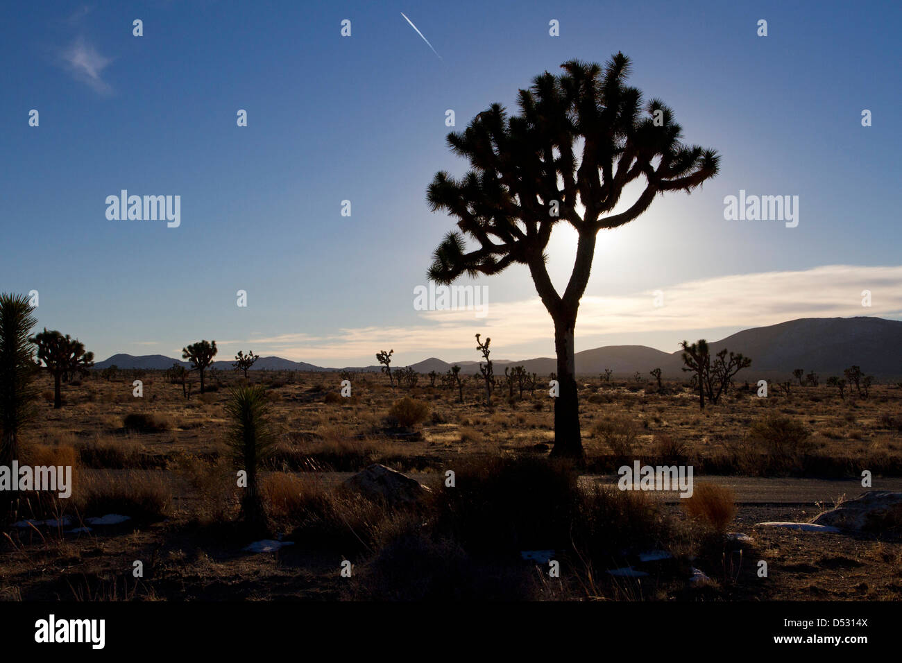 Alberi di Joshua (Yucca brevifolia) e paesaggio circostante al tramonto nel Parco nazionale di Joshua Tree, California, Stati Uniti d'America nel gennaio Foto Stock