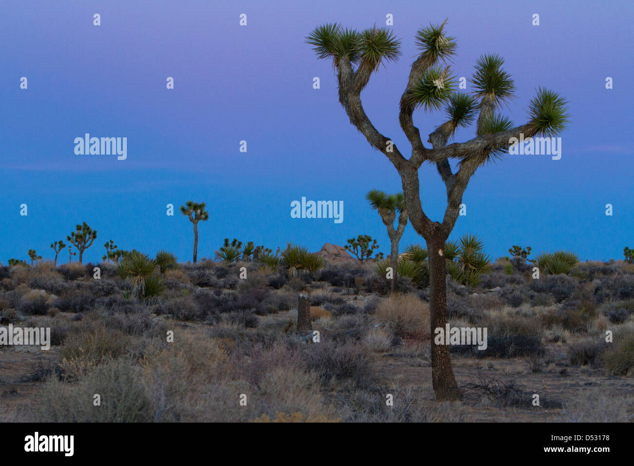 Alberi di Joshua (Yucca brevifolia) e paesaggio circostante al tramonto nel Parco nazionale di Joshua Tree, California, Stati Uniti d'America nel gennaio Foto Stock