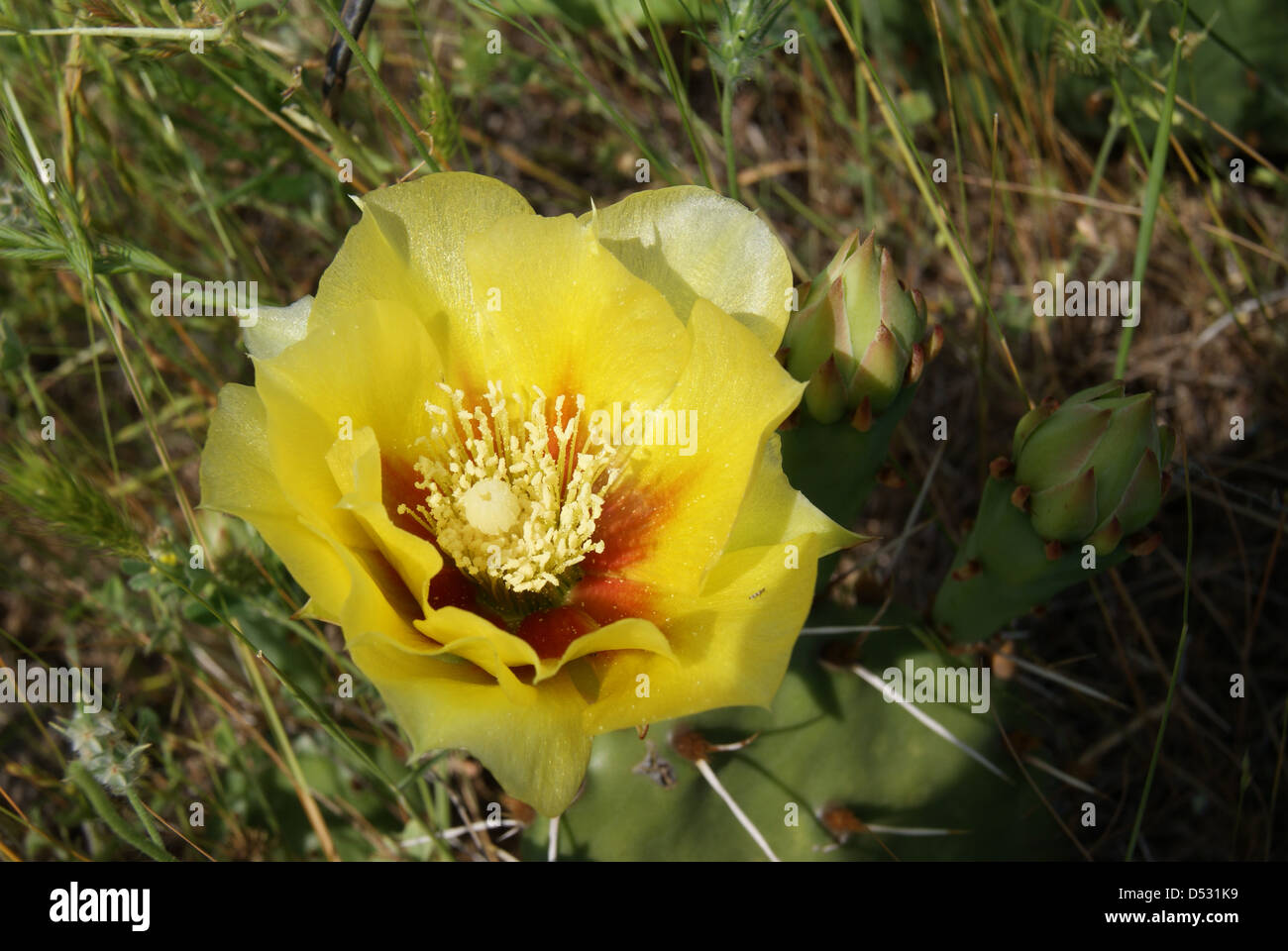 Rosa gialla del Texas Foto Stock
