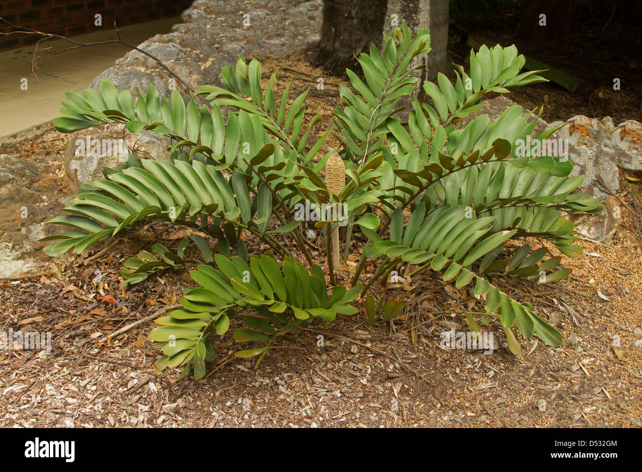 Il cartone palm, Zamia furfuracea, con cono di seme che cresce in giardino sub-tropicale Foto Stock