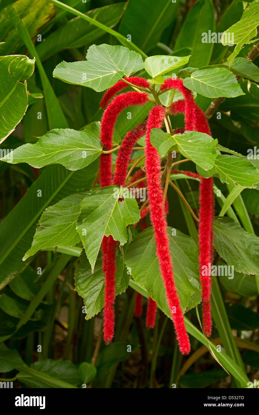 Rosso brillante amento fiori e fogliame di Acalypha hispida - red hot gatto in coda / impianto di ciniglia Foto Stock