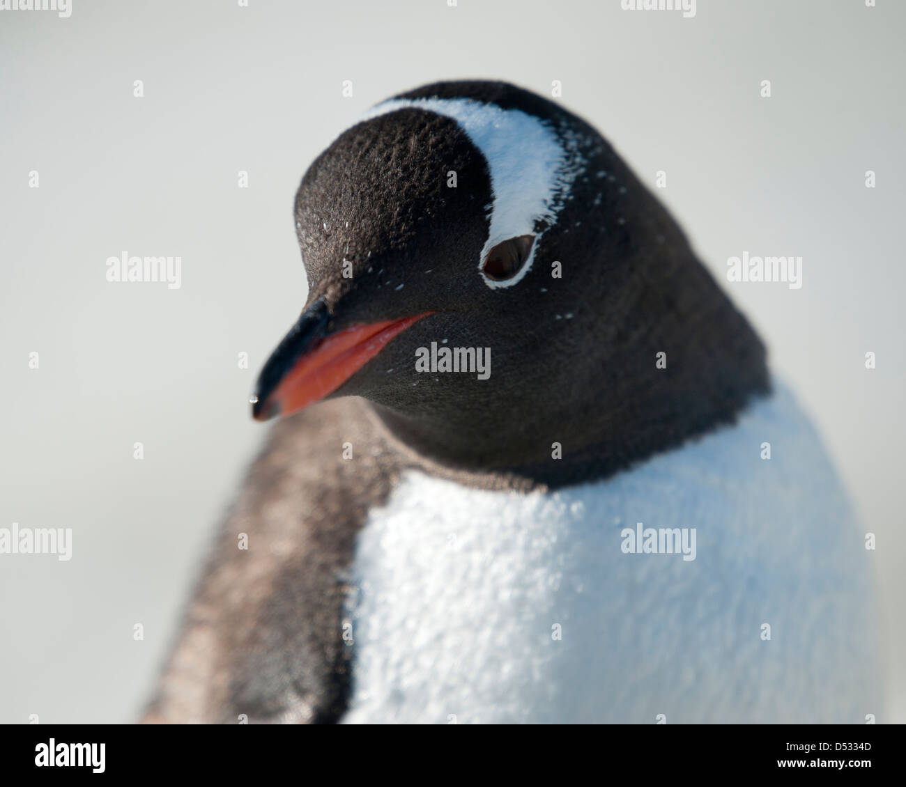 Gentoo penguin Pygoscelis papua, ritratto. Isola Peterman, Penisola antartica. Foto Stock