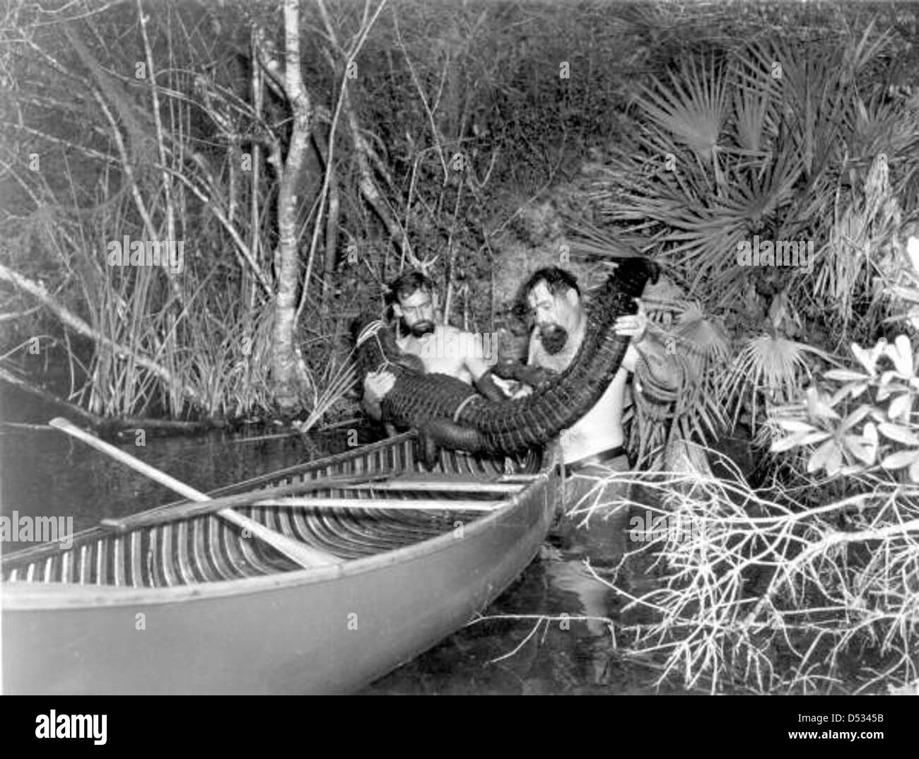 Alton Smith e al Zaebst sono visti caricare un alligatore catturato nella loro canoa sul fiume Weeki Wachee, in Florida, dimostrando le tecniche locali di movimentazione della fauna selvatica. Foto Stock