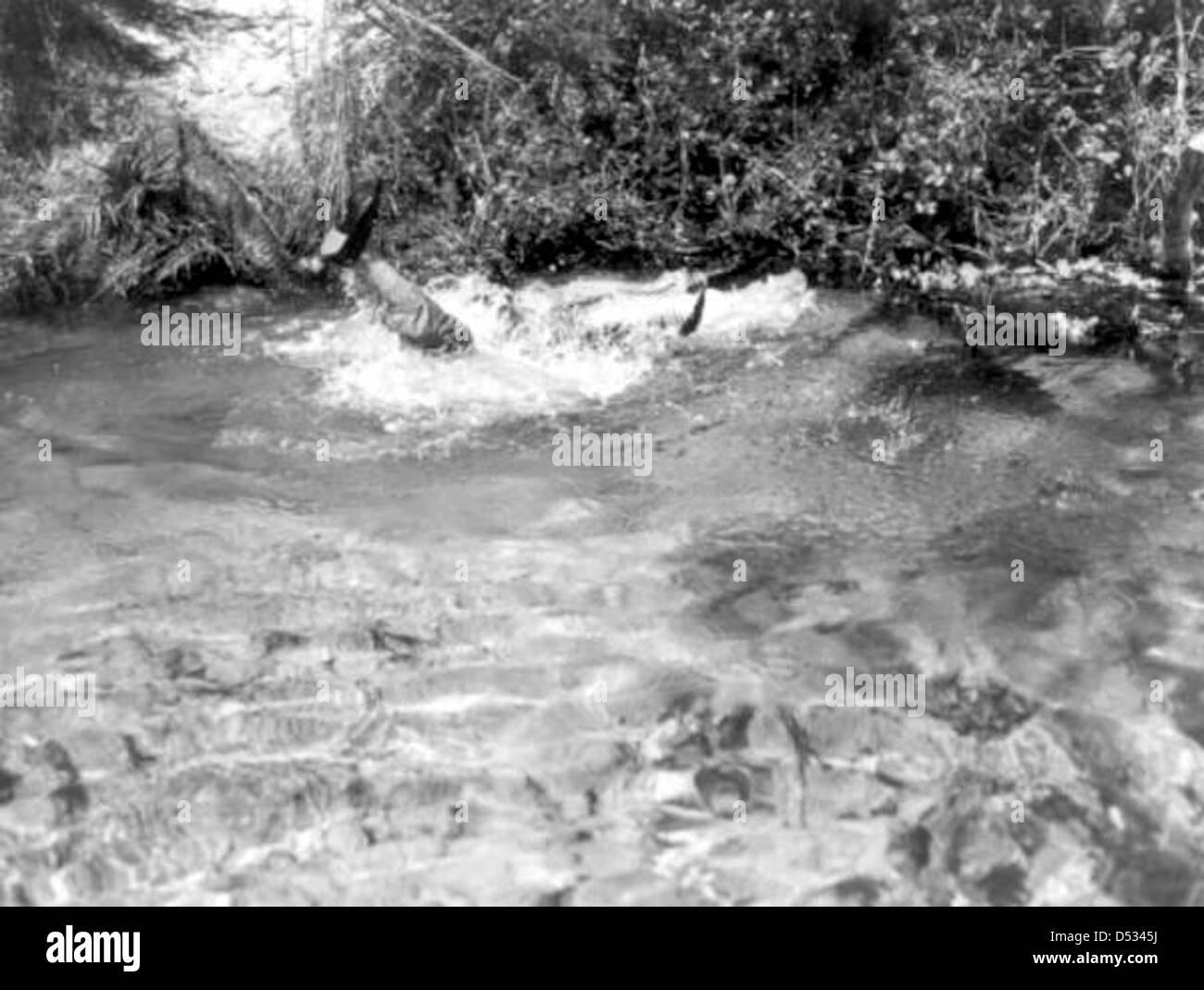 Al Zaebst è visto combattere un alligatore selvaggio nel fiume Weeki Wachee, Florida, mostrando la pratica del wrestling con alligatori, una popolare attrazione della Florida. Foto Stock
