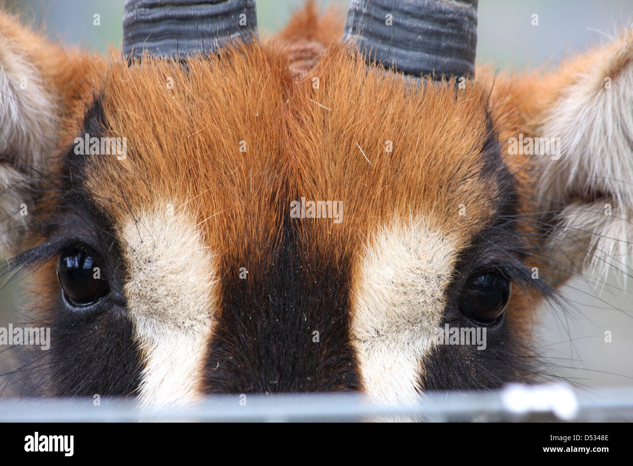 Close up di un Sable Antelope Foto Stock
