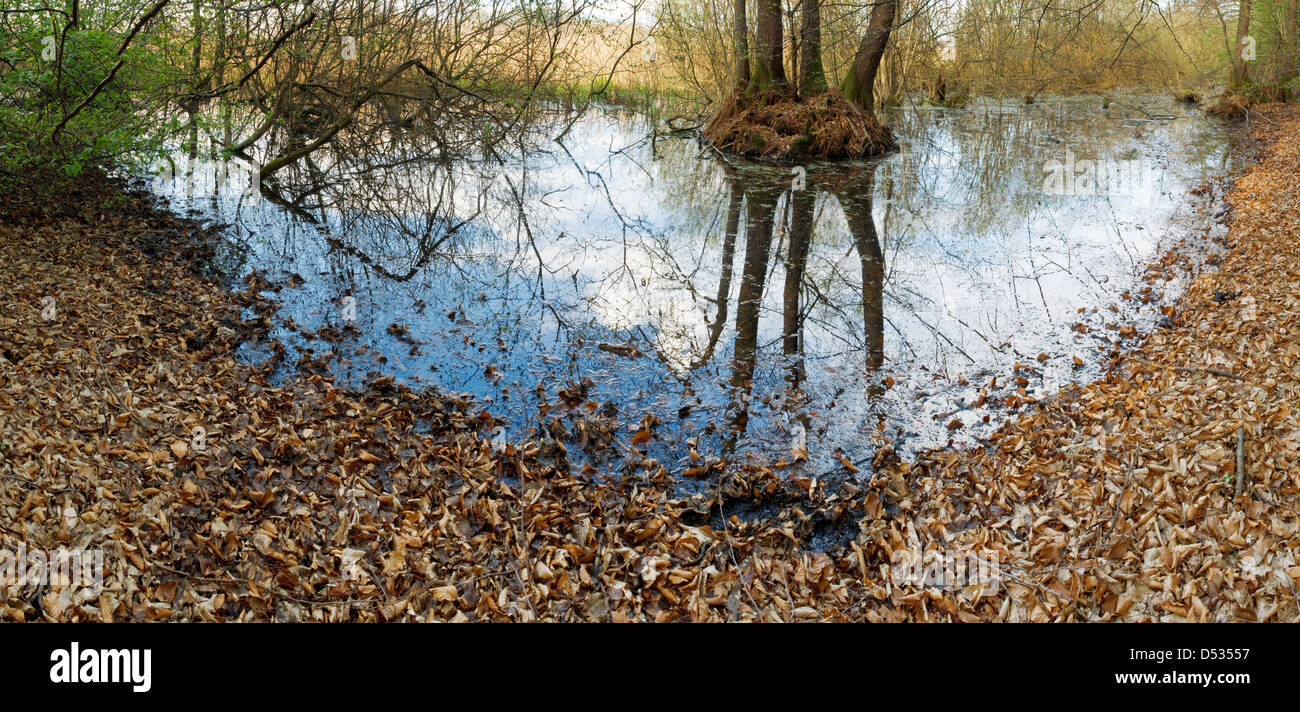 Bog nella foresta di primavera Foto Stock