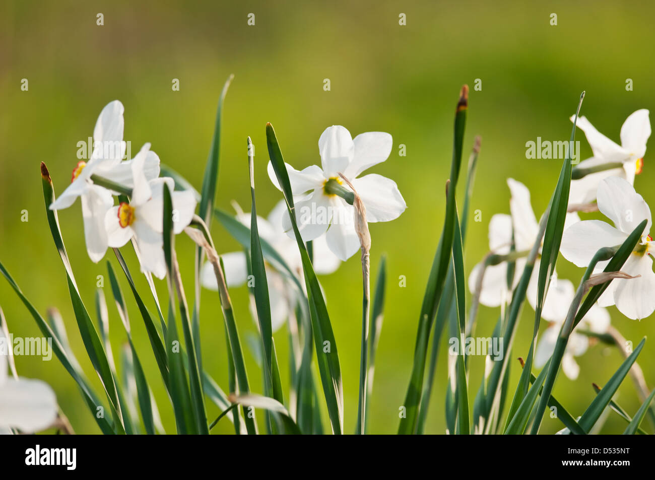 Bianco fiore di narciso close up Foto Stock