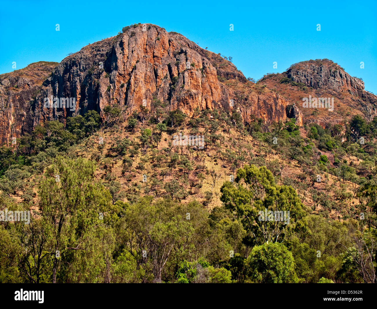 Montare Zamia, Queensland, Australia Foto Stock