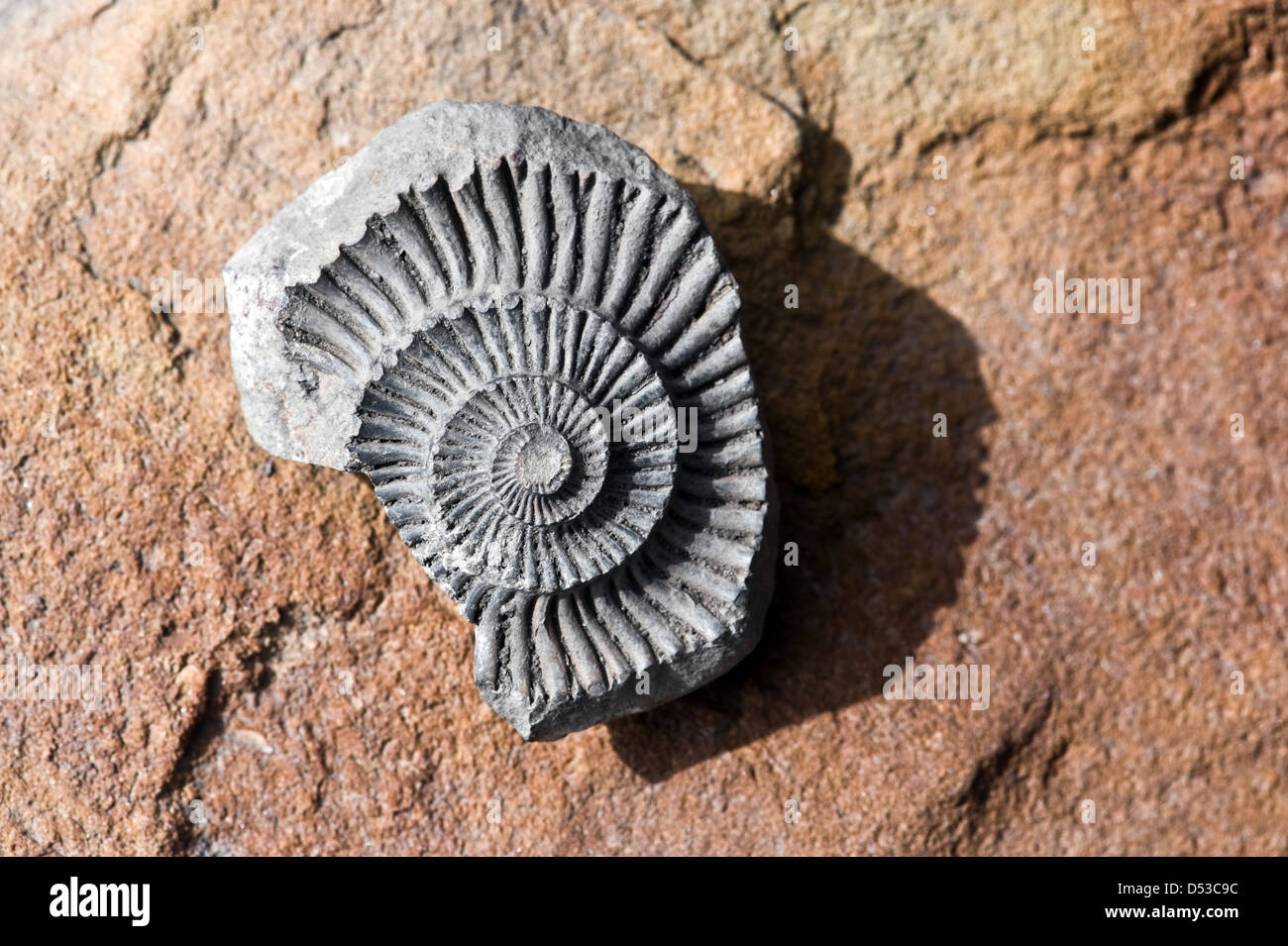 Fossile di colore rosso su sfondo di pietra Foto Stock