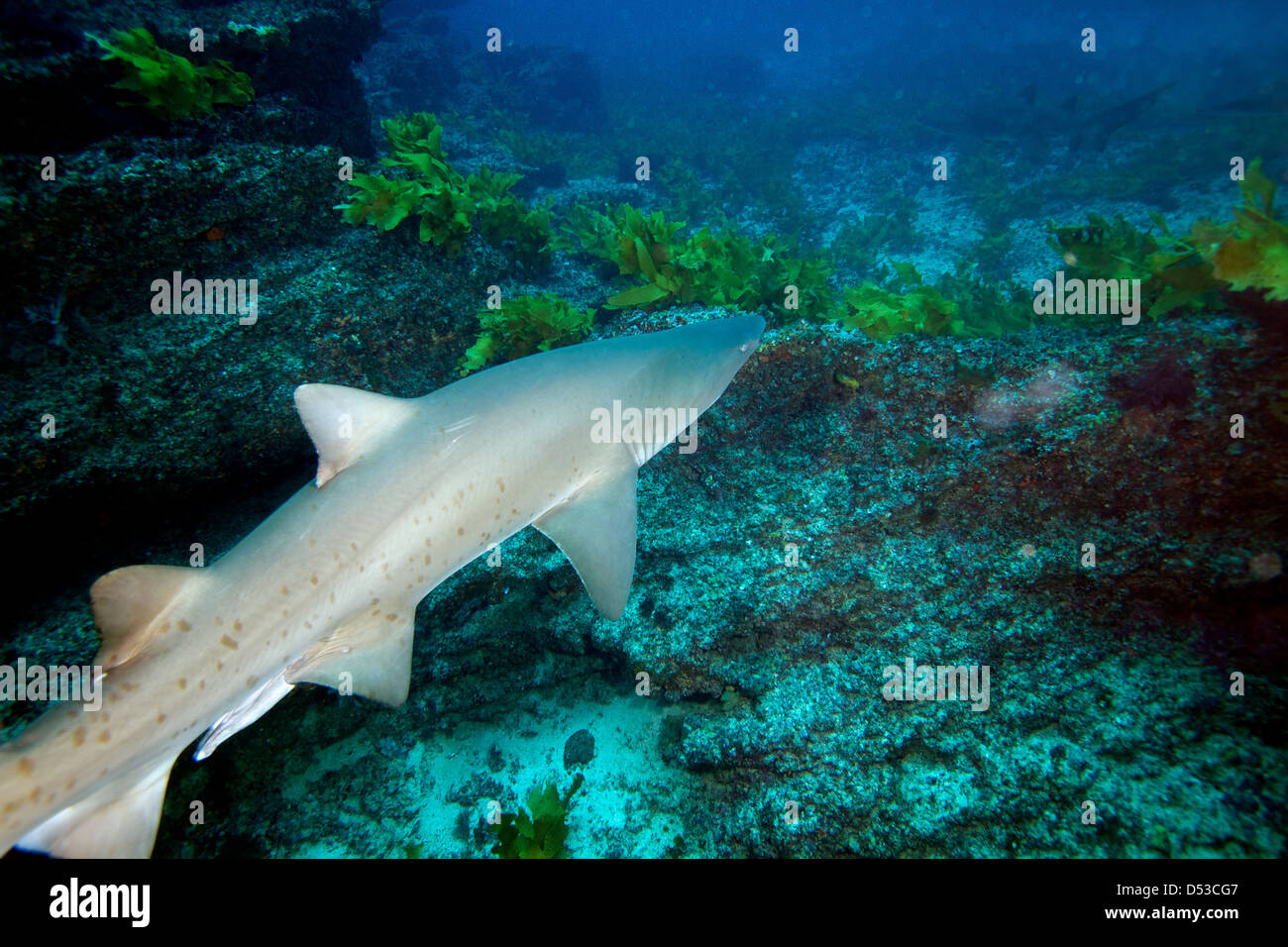 Grigio squalo nutrice (maschio) Foto Stock