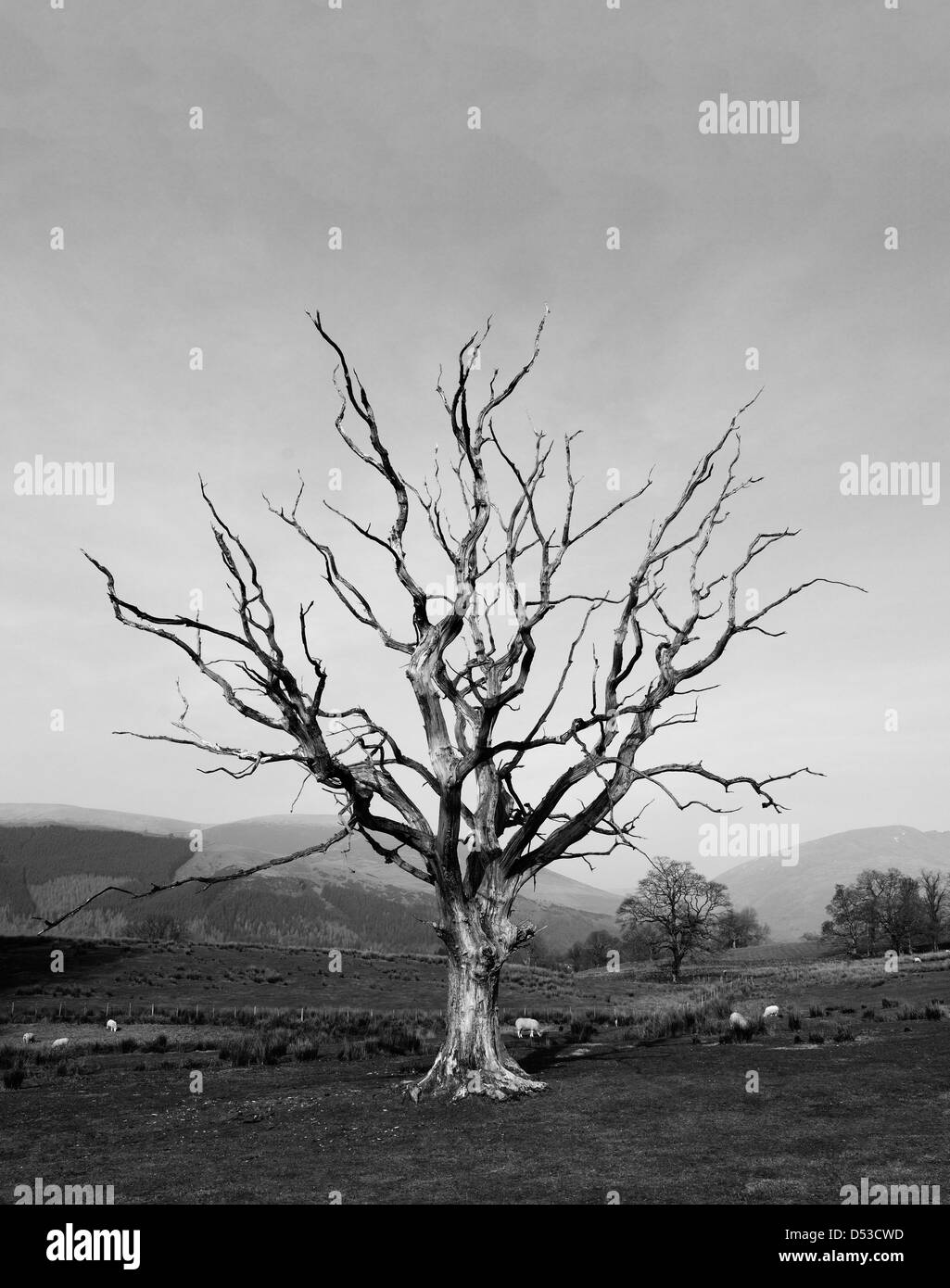 Dead quercia. Keswick, Parco Nazionale del Distretto dei Laghi, Cumbria, England, Regno Unito, Europa. Foto Stock