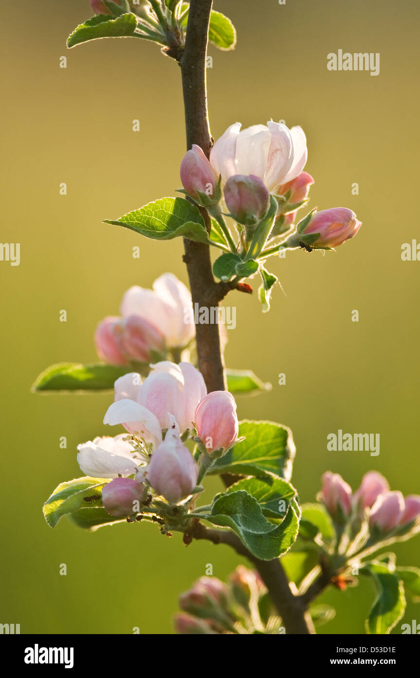 Rosa fiori di Apple sul tempo di primavera Foto Stock