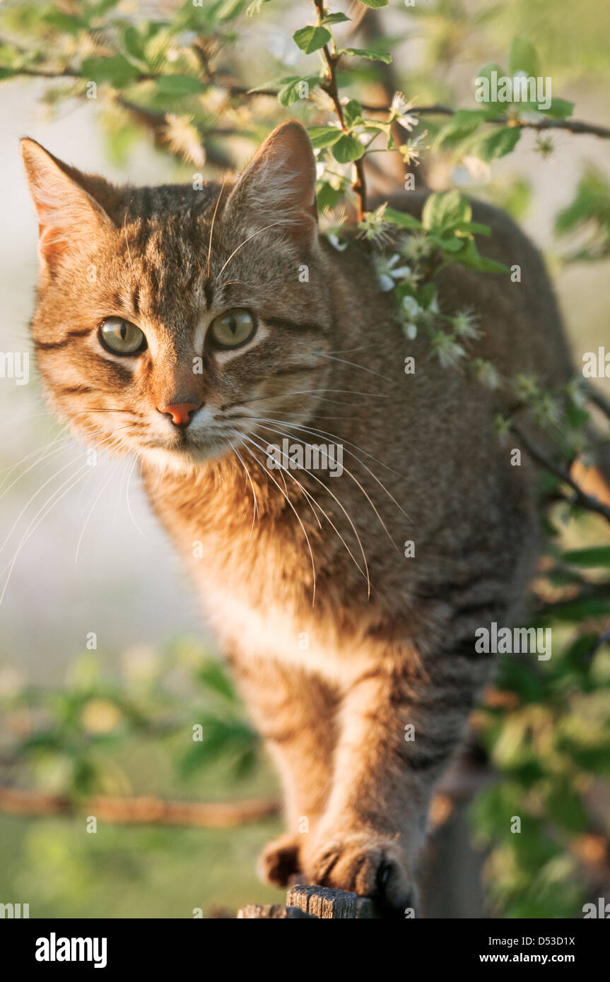 Gatto sul recinto vicino fino Foto Stock