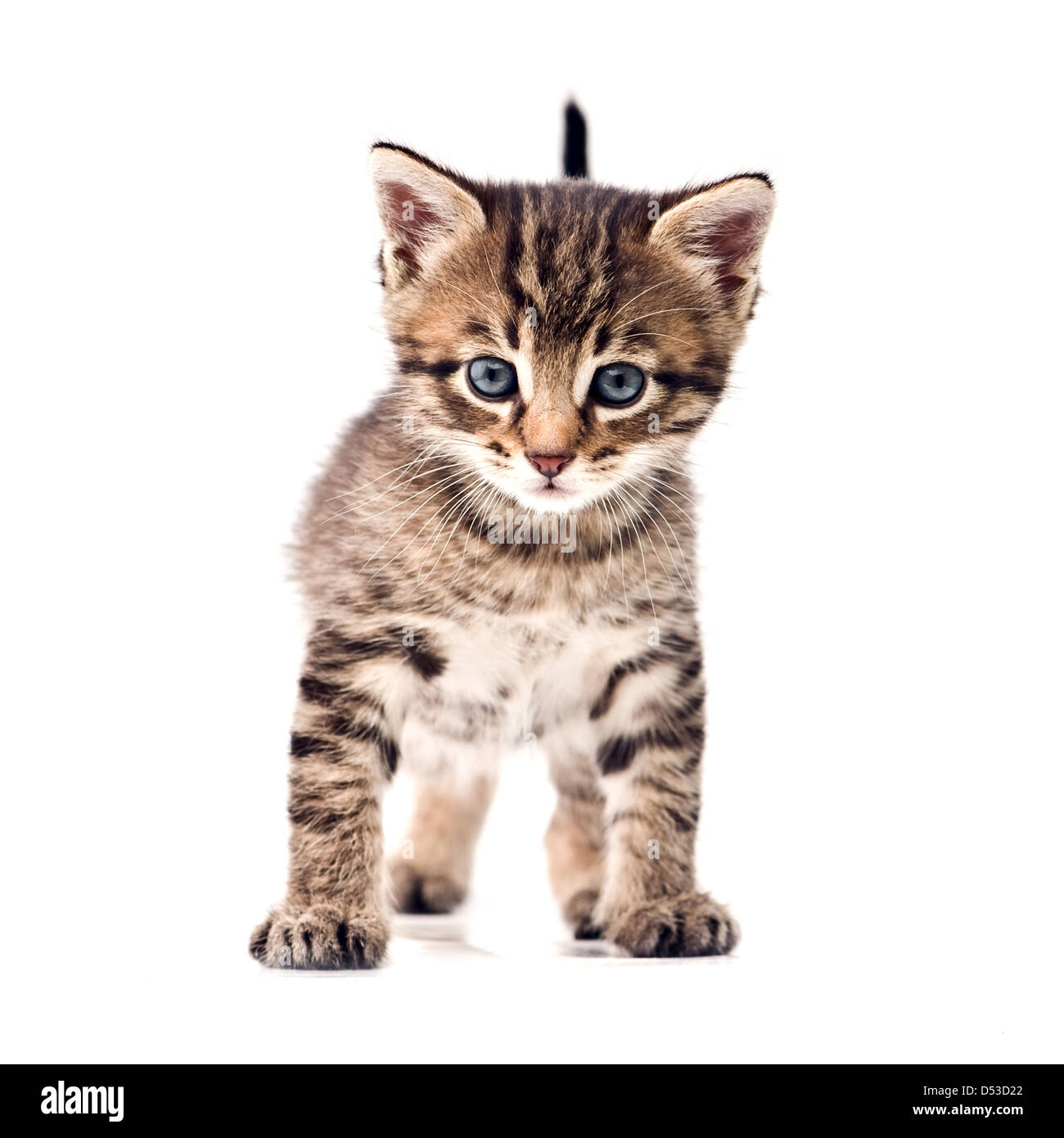 Striped kitten isolati su sfondo bianco Foto Stock