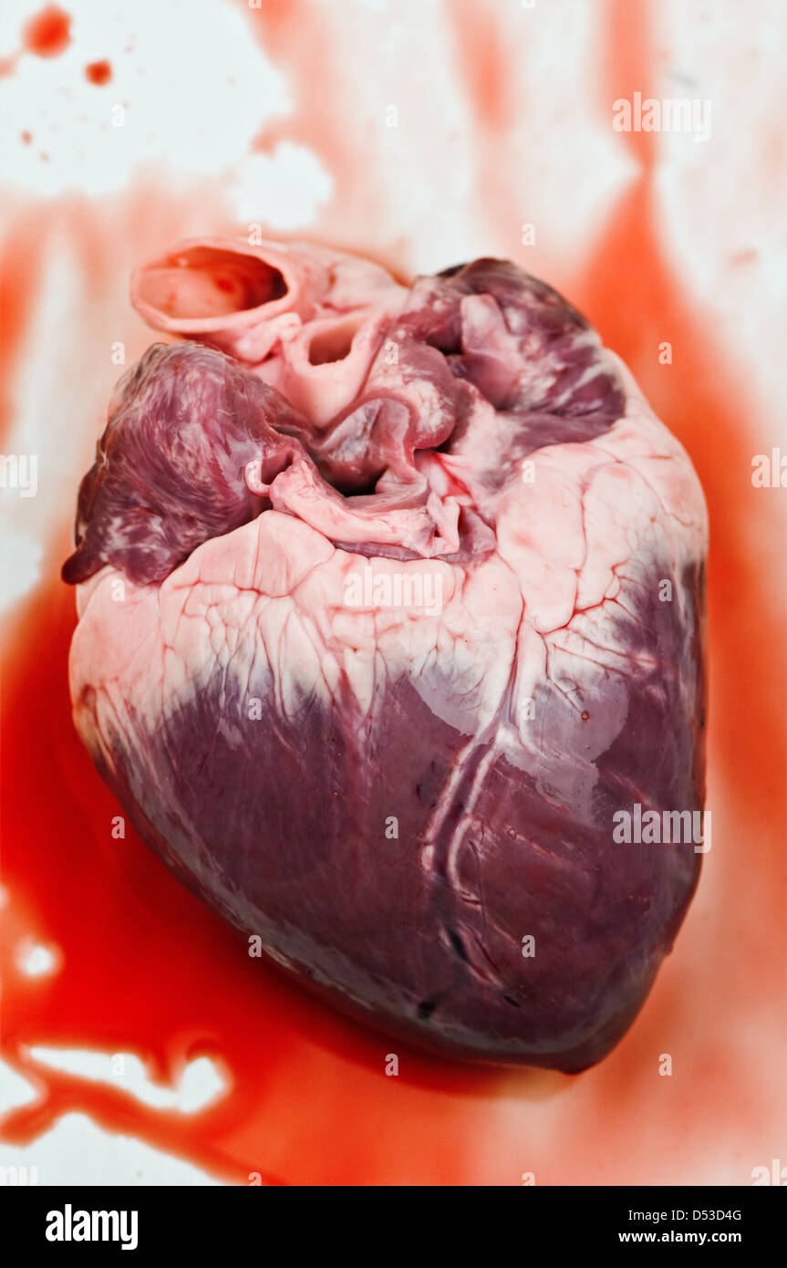 Cuore con il sangue da vicino Foto Stock