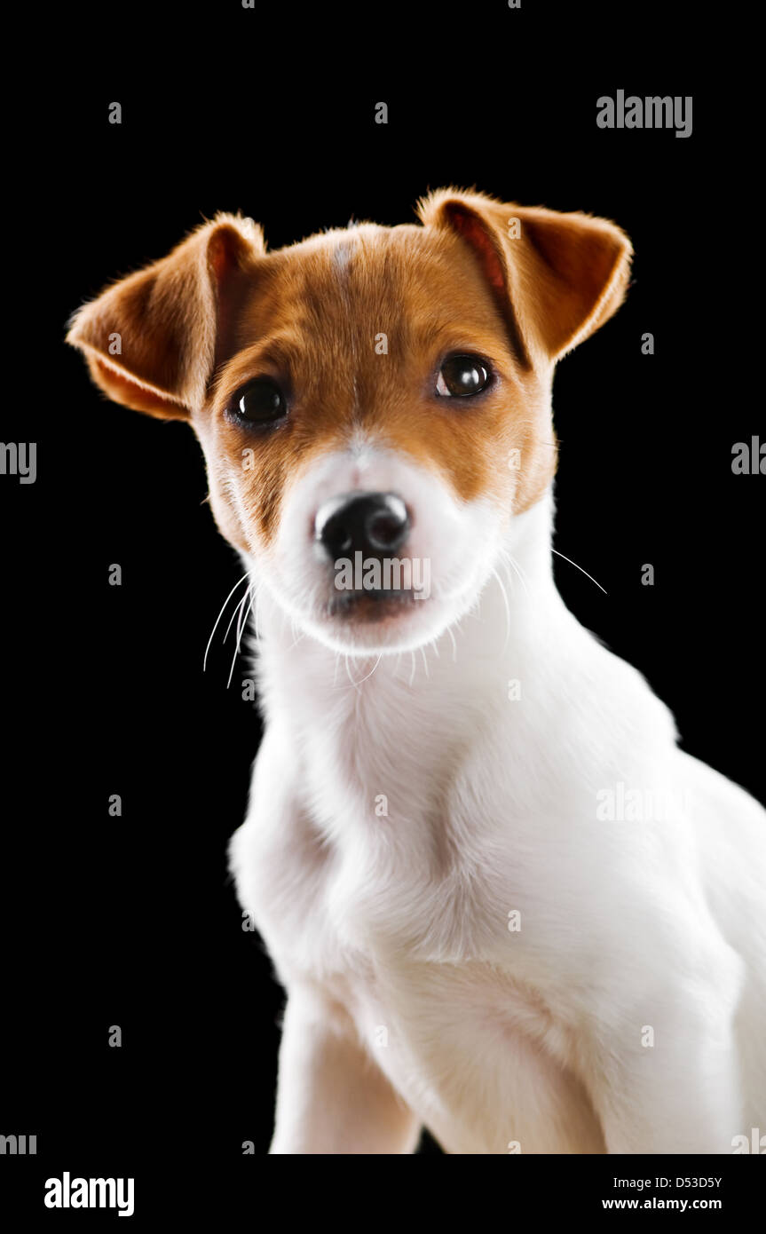 Jack Russel isolato su nero Foto Stock