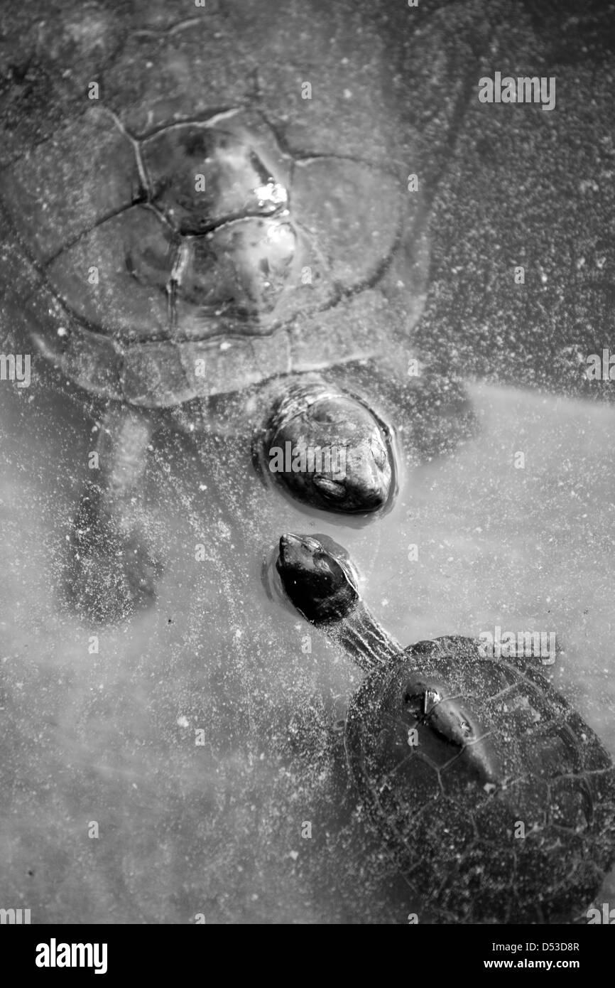 Le tartarughe d'acqua dolce Foto Stock