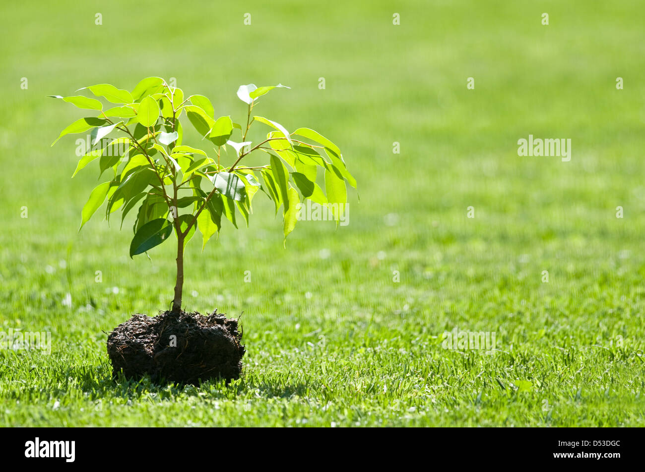 Piccolo albero sul prato verde Foto Stock