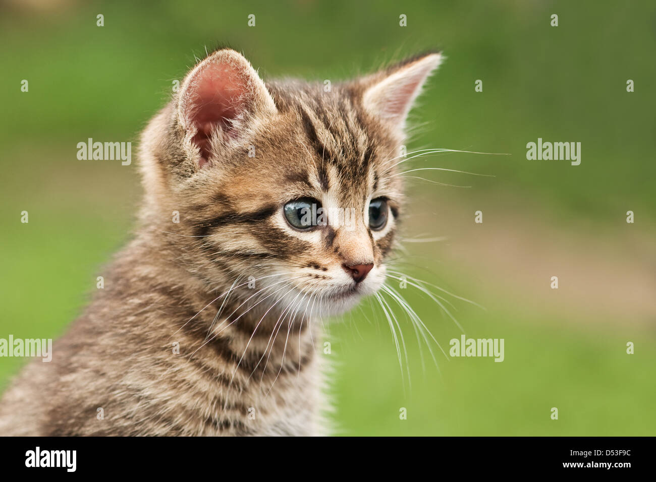 Kitten sull'erba close up Foto Stock