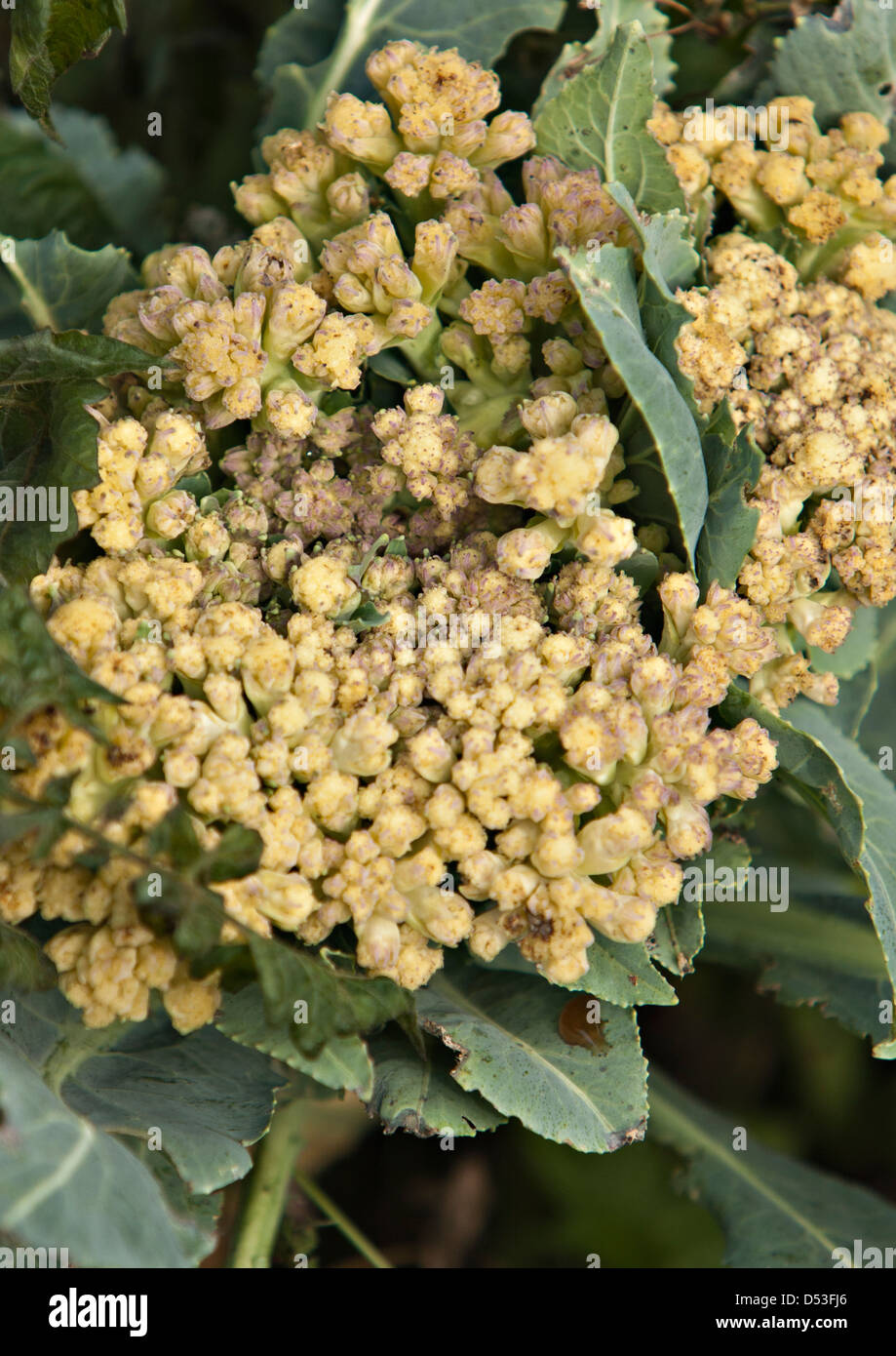 Il cavolfiore (Brassica oleracea) Foto Stock