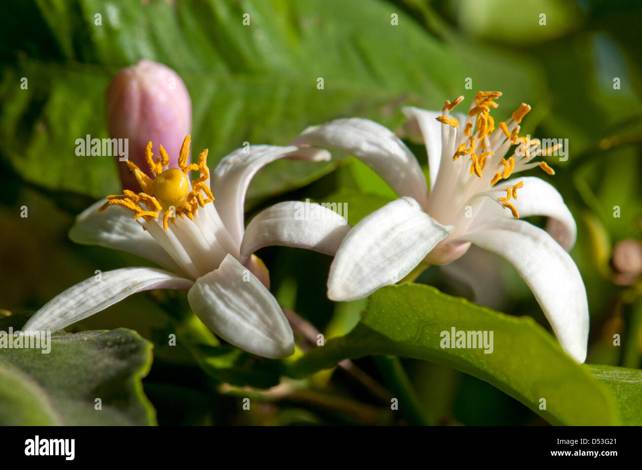 Albero di limone I fiori Foto Stock