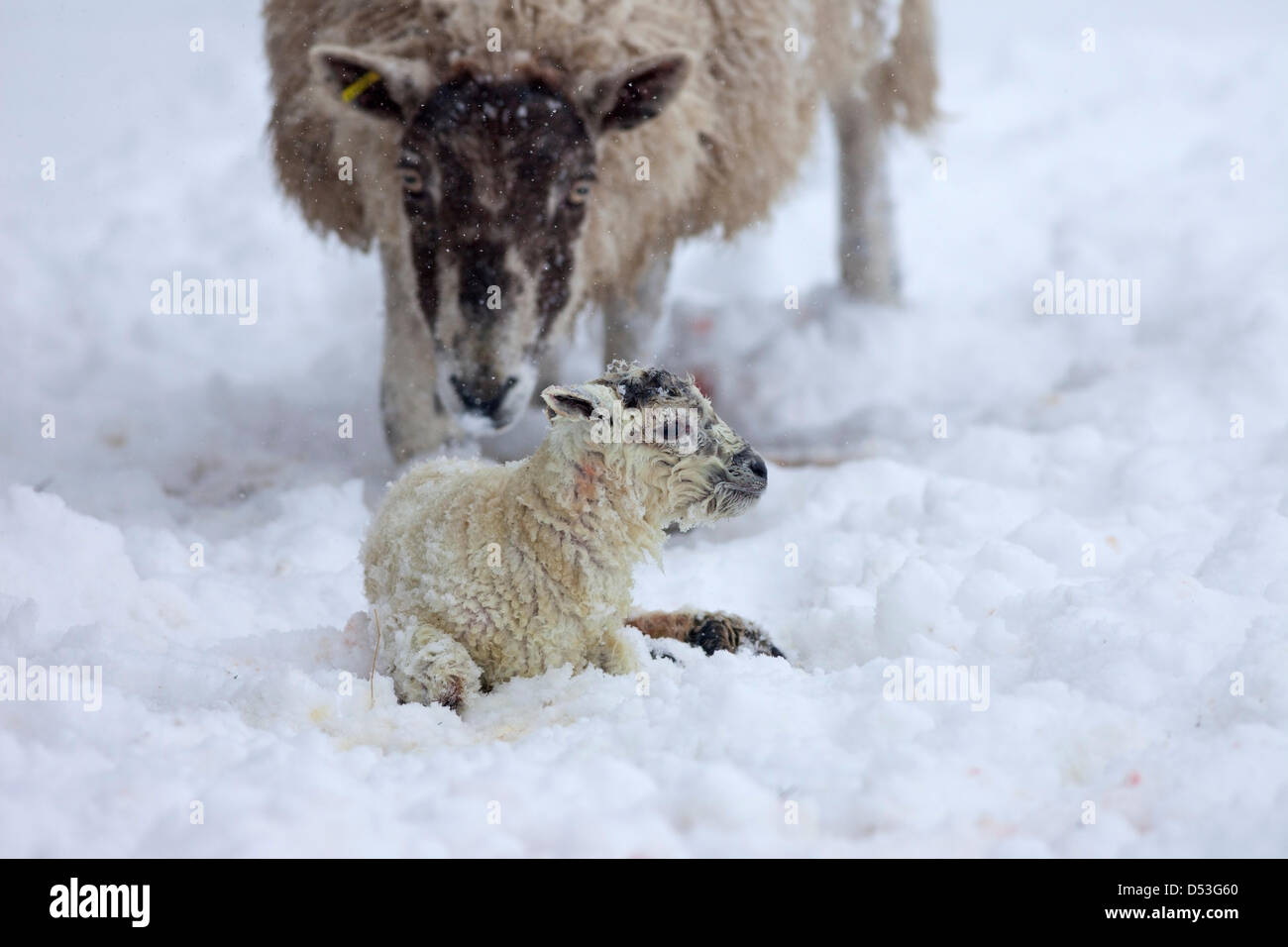 Contea di Durham Regno Unito. 23 marzo 2013 pecora con il suo agnello che è nato durante la nevicata pesante e le bizzarelle che hanno colpito la zona durante la notte. Credit: David Forster / Alamy Live News Foto Stock